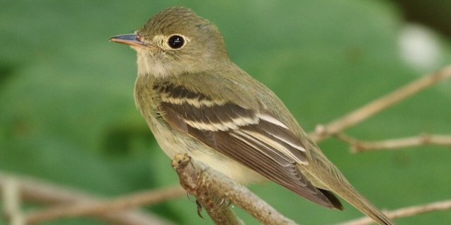 acadianflycatcher