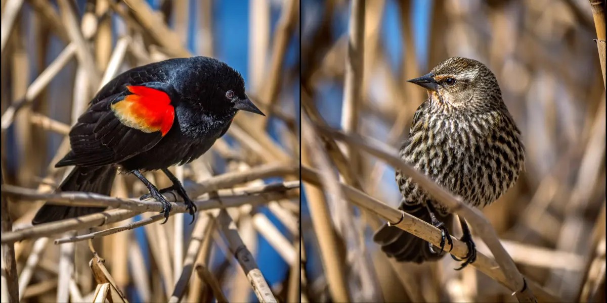 redwingedlbackbird