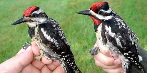 yellowbelliedsapsucker