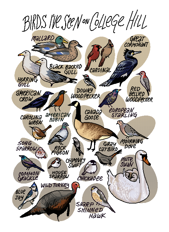 Birds I've Seen on College Hill